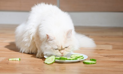 スライスしたきゅうりを食べる猫