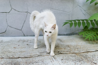 怖がっている白い猫