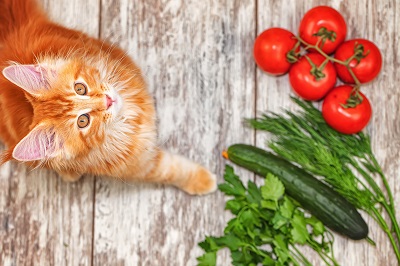 夏野菜と見上げる猫