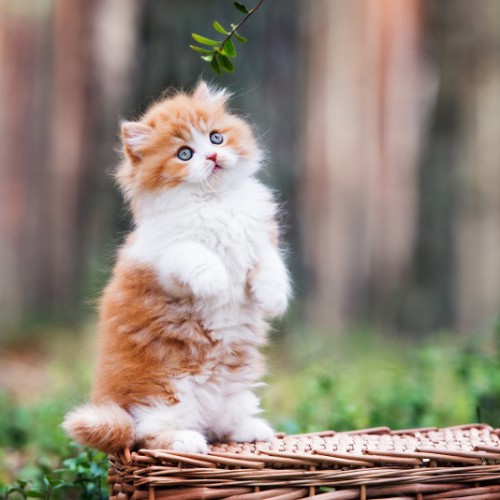 森の中でバスケットの上に立つ子猫