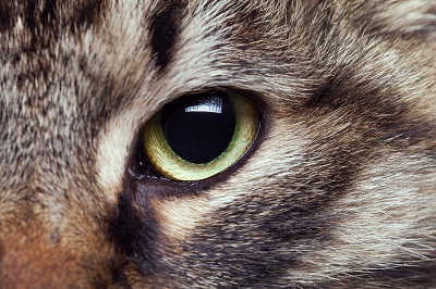 片方の猫の目
