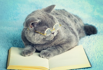 メガネをかけて本を読む猫