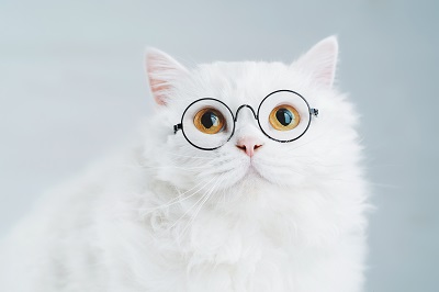 メガネをかけた白猫