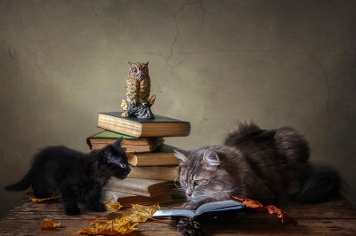 本を読む二匹の猫