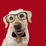 犬の視力はどれくらい？見え方の特徴や視力低下時の対処法も解説！