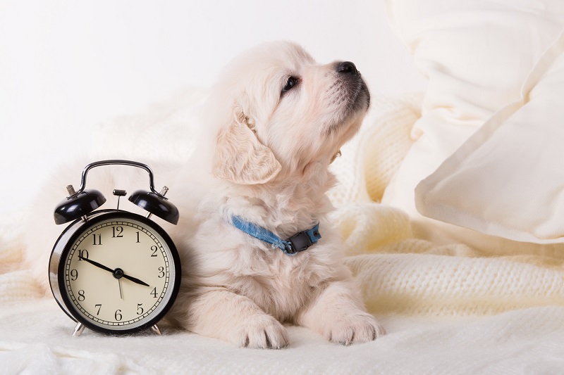 ベッドの上の子犬と目覚まし時計