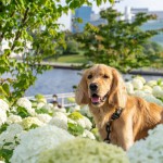 愛犬とお出かけ【東京】人気のスポット・カフェ・公園を一挙紹介！