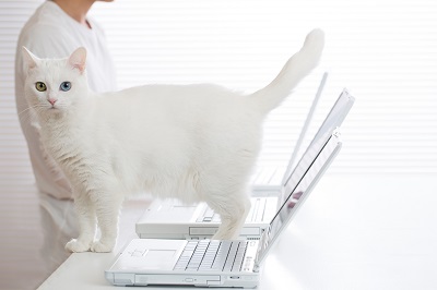 PCの間に立つ白猫