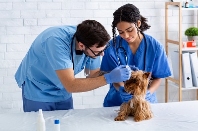 犬の診察をする獣医師を補助する動物看護師
