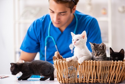 獣医師と子猫たち