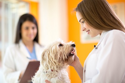 犬を診察する獣医師と保定する看護師