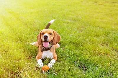 公園でボール遊びをする犬