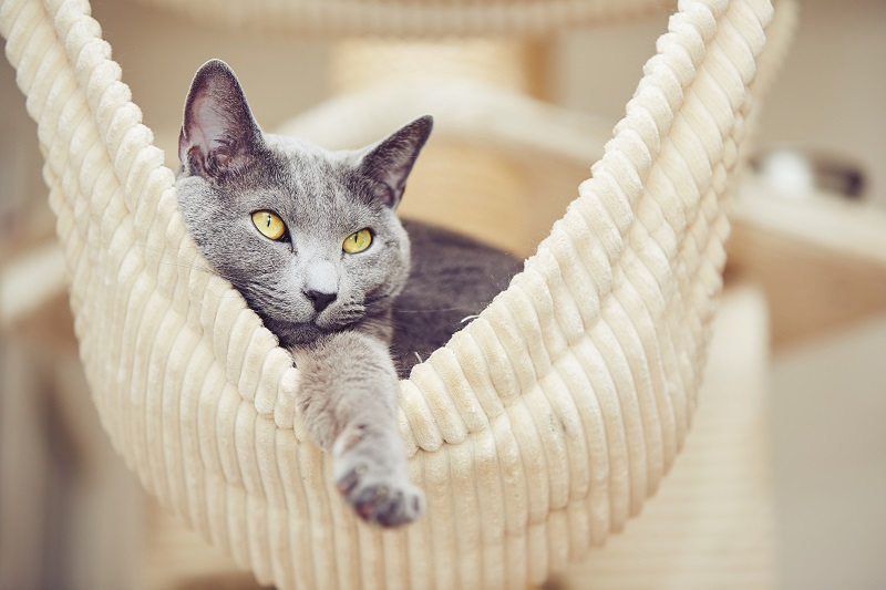キャットタワーのハンモックで休む猫