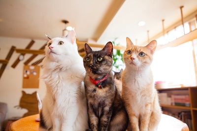 猫カフェにいる3匹の猫