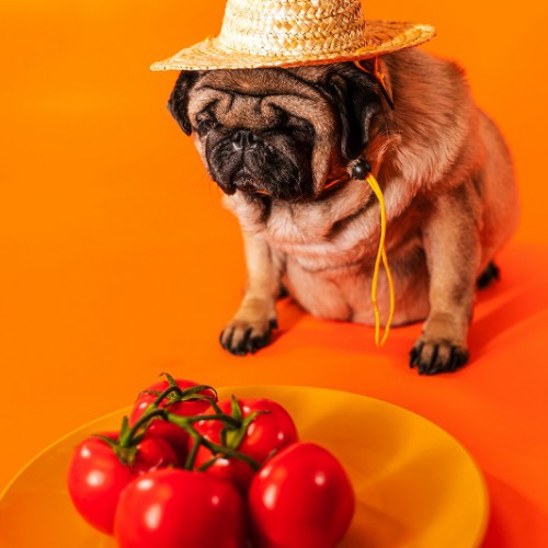 トマトを見つめる麦わら帽子をかぶった犬