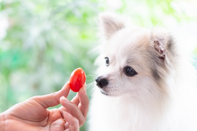 フルーツトマトを見つめる犬