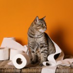 【元動物看護士が解説】猫の尿が出ないときの応急処置はある？猫の尿に関する疑問を解決！