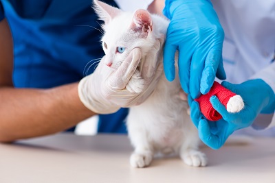 獣医師の処置を受ける猫