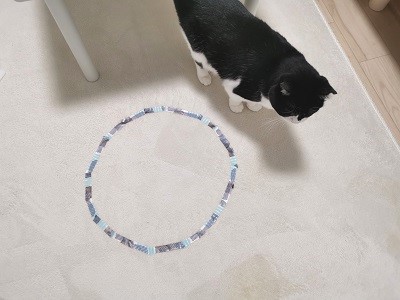 テープで作った円に近づく猫