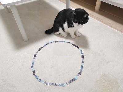 テープで作った円を観察する猫