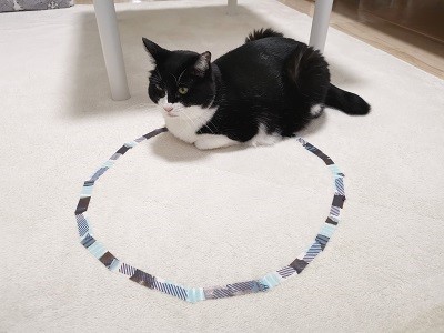テープで作った円の上に座る猫