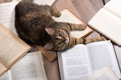 広げた本と猫