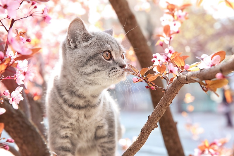 桜の木に登って過ごす猫