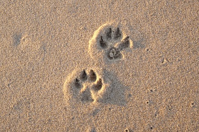 砂浜に残る犬の足跡