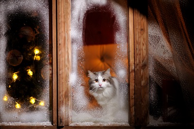 窓から外を覗く猫