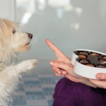 犬のチョコレート中毒とは？食べたときの対処法＆症状も解説