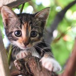 初めて猫を飼う際の注意点は？子猫、成猫、シニア猫でどう違う？