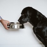 愛犬が下痢をしたときの食事方法と対処法、病院へ行く目安