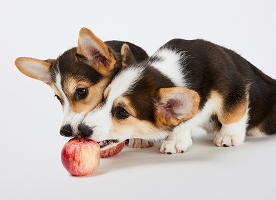 リンゴと犬