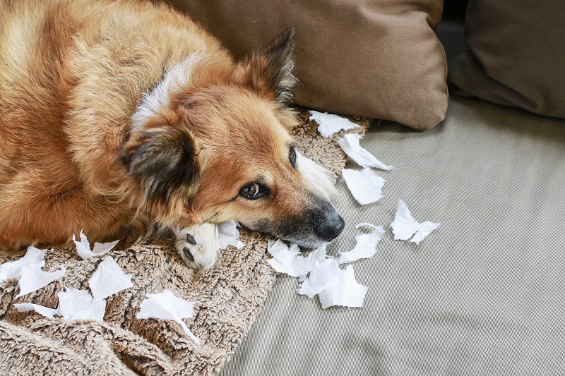 紙で遊ぶ犬