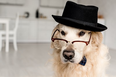 メガネをかけた犬